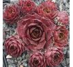 Sempervivum PANAREA