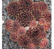 Sempervivum ROTSCHENKEL