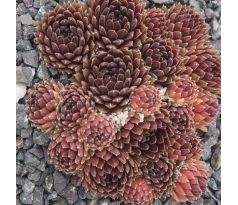 Sempervivum ROTSCHENKEL