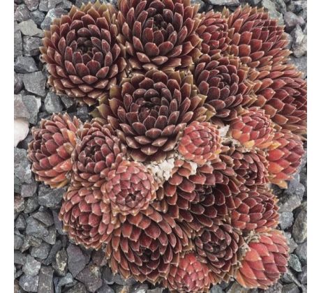 Sempervivum ROTSCHENKEL