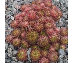 Sempervivum PSEUDOFUNKII