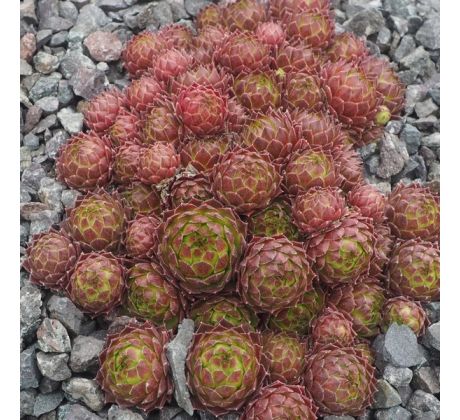 Sempervivum PSEUDOFUNKII