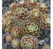 Sempervivum MOONDROPS