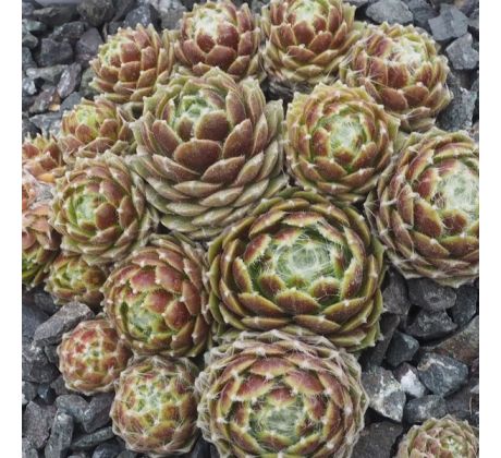 Sempervivum MOONDROPS
