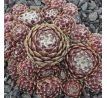 Sempervivum WEBBIANUM