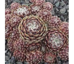 Sempervivum WEBBIANUM