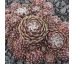 Sempervivum WEBBIANUM