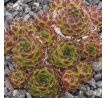 Sempervivum URALTURMALIN