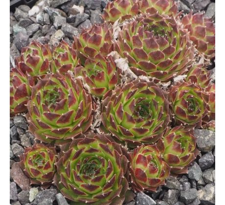Sempervivum URALTURMALIN