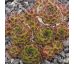 Sempervivum URALTURMALIN