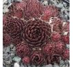 Sempervivum PERLE D`AMOUER