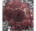 Sempervivum PERLE D`AMOUER