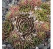 Sempervivum FORD`S AMABILITZ
