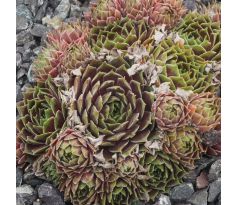 Sempervivum FORD`S AMABILITZ