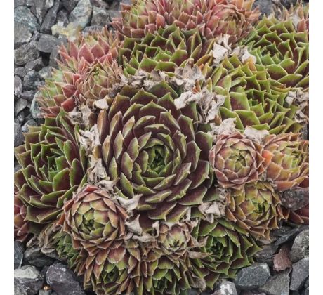 Sempervivum FORD`S AMABILITZ
