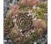 Sempervivum FORD`S AMABILITZ
