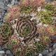 Sempervivum FORD`S AMABILITZ