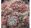 Sempervivum ARENDSII
