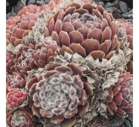 Sempervivum ARENDSII