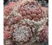 Sempervivum ARENDSII