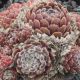 Sempervivum ARENDSII