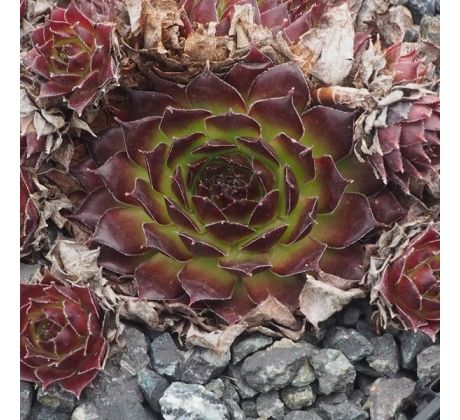 Sempervivum AUREGII