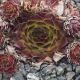 Sempervivum AUREGII