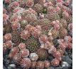 Sempervivum BUPULUM