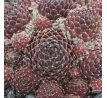 Sempervivum CHEG HEG