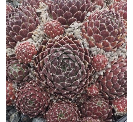 Sempervivum CHEG HEG