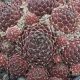 Sempervivum CHEG HEG