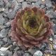 Sempervivum KORSPEL STERRE
