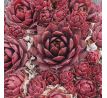 Sempervivum CRANBERRY COCKTAIL