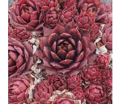 Sempervivum CRANBERRY COCKTAIL