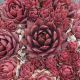 Sempervivum CRANBERRY COCKTAIL