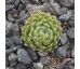 Sempervivum ESSELINA