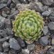 Sempervivum ESSELINA
