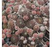 Sempervivum FR FEXTAL