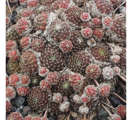 Sempervivum FR FEXTAL