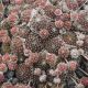 Sempervivum FR FEXTAL