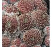 Sempervivum FR PALLIVIFLORA