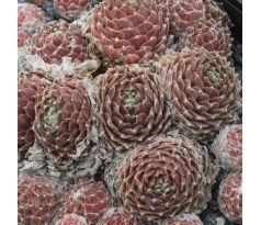 Sempervivum FR PALLIVIFLORA
