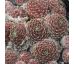 Sempervivum FR PALLIVIFLORA