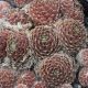 Sempervivum FR PALLIVIFLORA