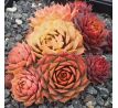 Sempervivum GOLD NUGGET
