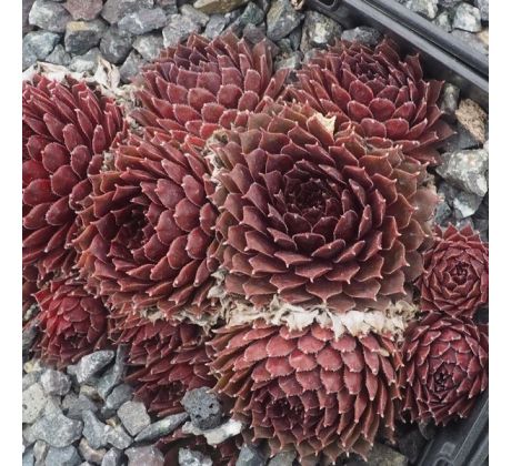 Sempervivum JET STREAM