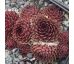 Sempervivum JET STREAM