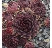 Sempervivum JUNGLE SHADOWS