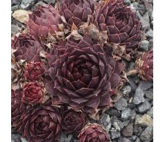 Sempervivum JUNGLE SHADOWS