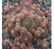 Sempervivum KRONENBOURG